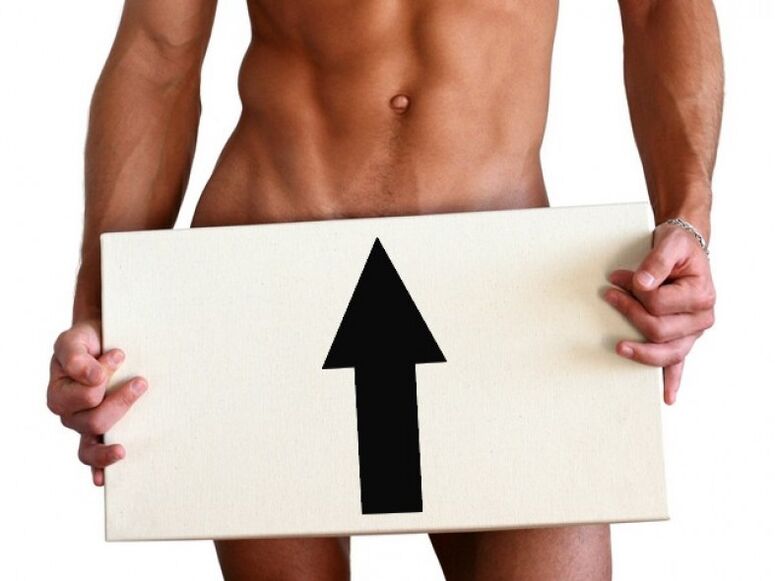 increases the size of the penis